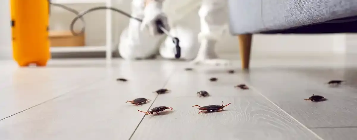Cockroaches